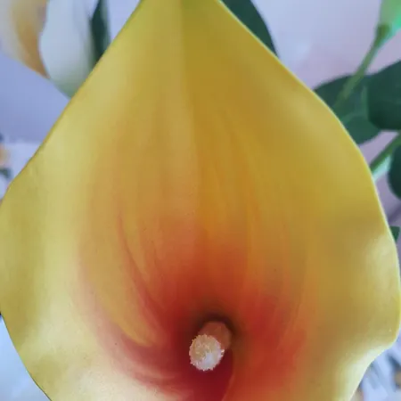 I Diamanti * Ceriale