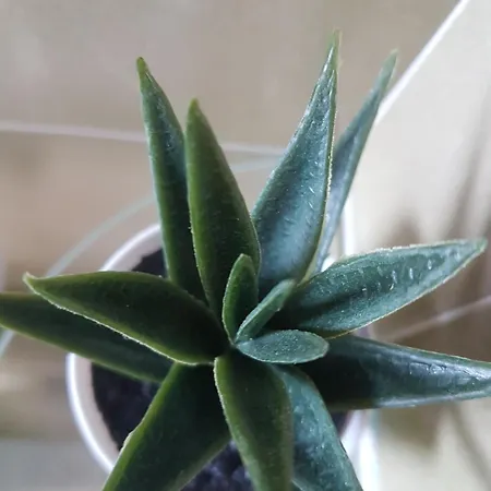 Appartamento I Diamanti