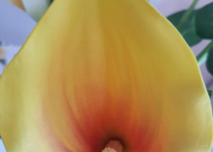 I Diamanti * Ceriale