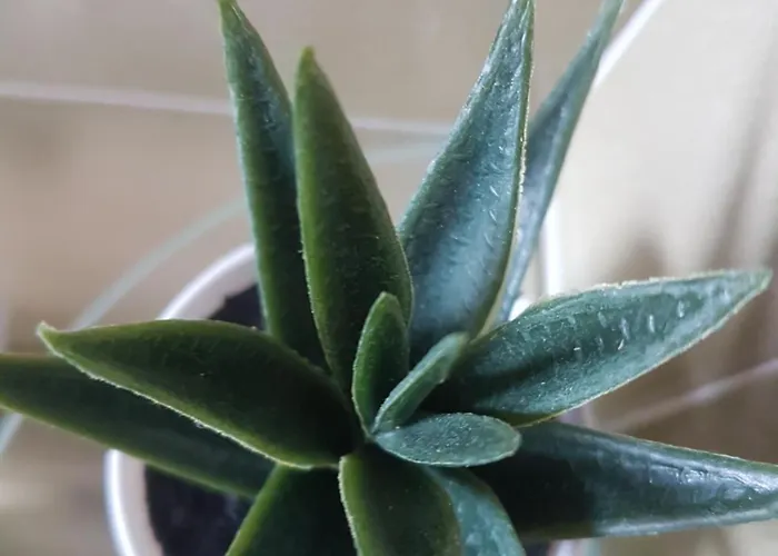 Apartment I Diamanti